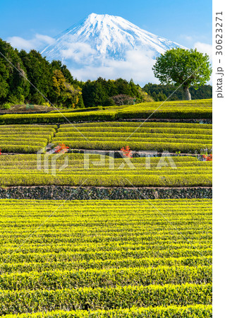 《静岡県》富士山と大淵笹場の茶畑 30623271