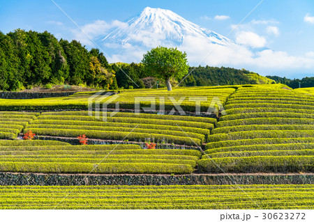 《静岡県》富士山と大淵笹場の茶畑 30623272