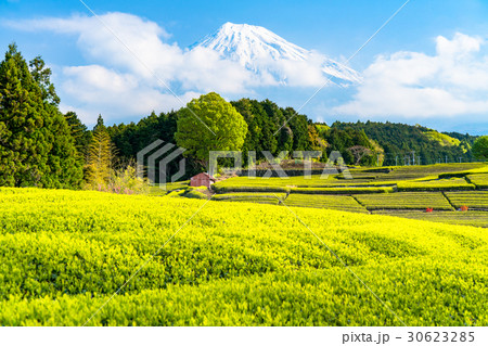 《静岡県》富士山と大淵笹場の茶畑 《静岡県》富士山と大淵笹場の茶畑 30623285