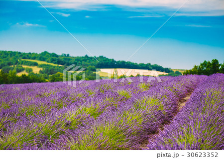Scenic View of Blooming Bright Purple Lavender Scenic View of Blooming Bright Purple Lavender 30623352