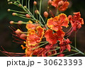 植物 工場 プランツ 30623393