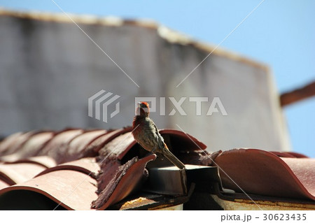 メキシコマシコ(メキシコ) メキシコマシコ(メキシコ) 30623435