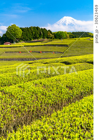 《静岡県》富士山と大淵笹場の茶畑 《静岡県》富士山と大淵笹場の茶畑 30623469