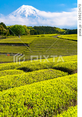 《静岡県》富士山と大淵笹場の茶畑 《静岡県》富士山と大淵笹場の茶畑 30623470