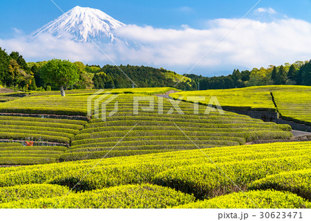 《静岡県》富士山と大淵笹場の茶畑 《静岡県》富士山と大淵笹場の茶畑 30623471