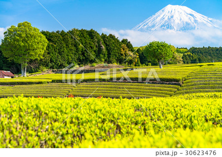 《静岡県》富士山と大淵笹場の茶畑 30623476