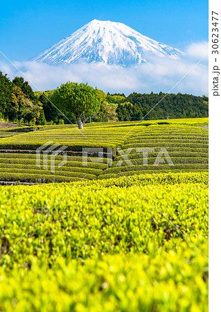 《静岡県》富士山と大淵笹場の茶畑 30623477
