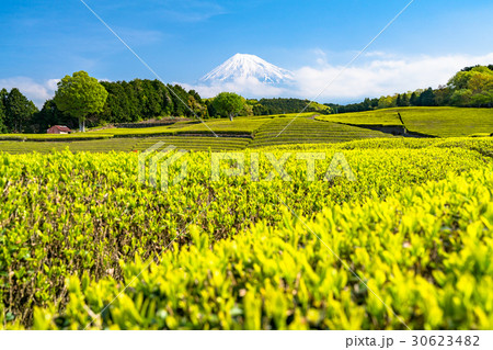 《静岡県》富士山と大淵笹場の茶畑 30623482