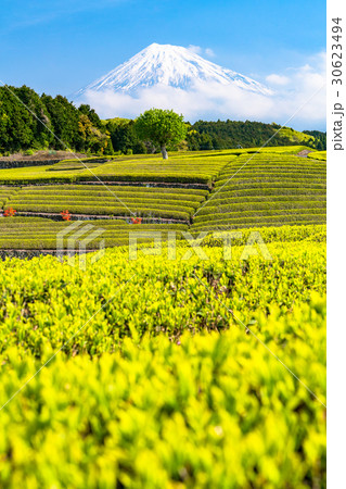 《静岡県》富士山と大淵笹場の茶畑 《静岡県》富士山と大淵笹場の茶畑 30623494