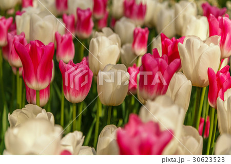 Beautiful flowers background. Beautiful flowers background. 30623523