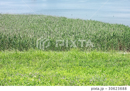 初夏の川崎市中瀬、大師橋近くの多摩川堤防から見る穏やかな川面と河川敷に群生するヨシ 初夏の川崎市中瀬、大師橋近くの多摩川堤防から見る穏やかな川面と河川敷に群生するヨシ 30623688