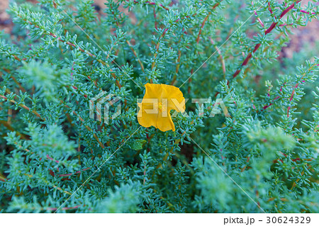 a yellow flower growing in the mountains a yellow flower growing in the mountains 30624329