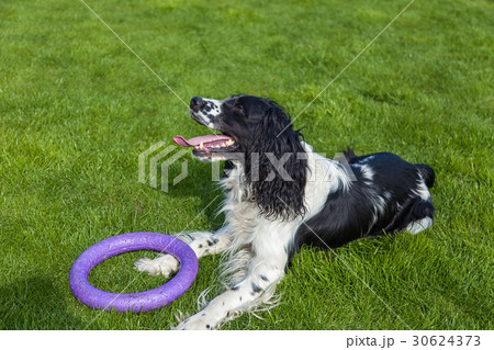 blackly white Cocker Spaniel blackly white Cocker Spaniel 30624373