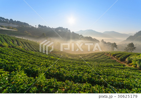 Strawberry field and sunshine in morning Strawberry field and sunshine in morning 30625179