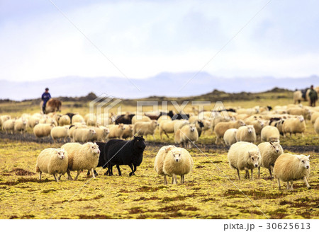Sheep Herdingの写真素材