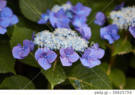 茅ヶ崎市　小出川　紫陽花 30625759