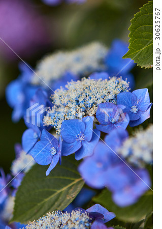 茅ヶ崎市 小出川 紫陽花 茅ヶ崎市 小出川 紫陽花 30625767