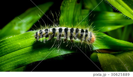 Worm on a grass in the garden 30625889