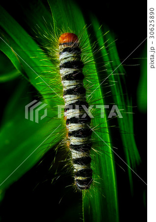 Worm on a grass in the garden 30625890