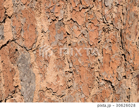 Bark wood tree details. closeup wooden texture. 30626028