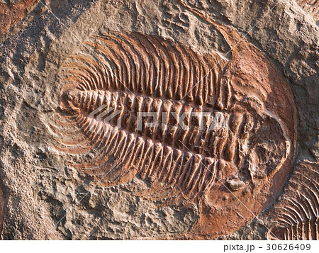 Fossil of Hydrocephalus briareus - cambrian period 30626409