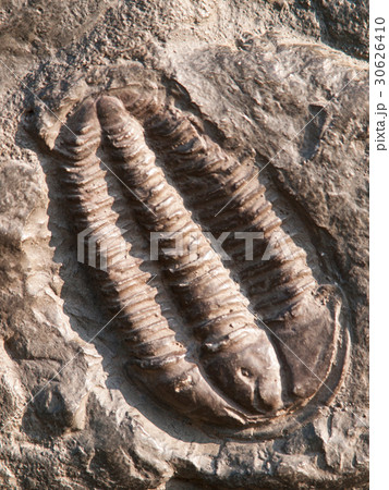 Fossil of a trilobites from ordovician period 30626410
