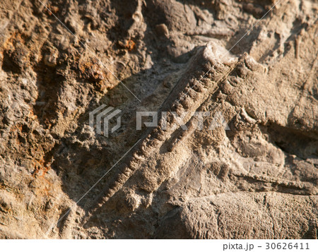 Endocerida is extinct nautiloid - Czech republic Endocerida is extinct nautiloid - Czech republic 30626411