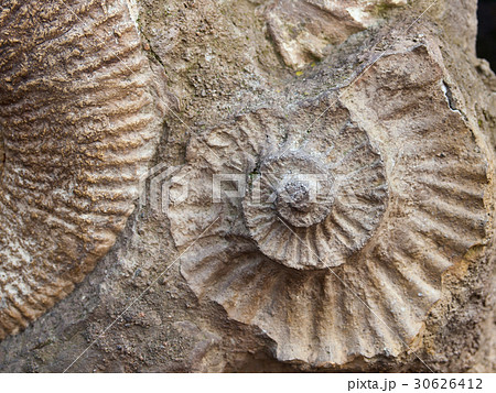 Fossil of Scapithes amonite found in Morocco 30626412