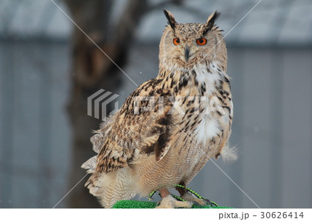 フクロウ 30626414