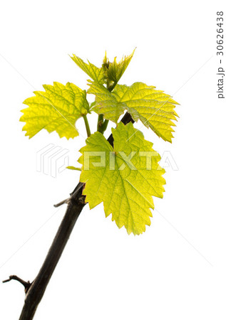 Branch of grape vine with fresh green leaves. Branch of grape vine with fresh green leaves. 30626438