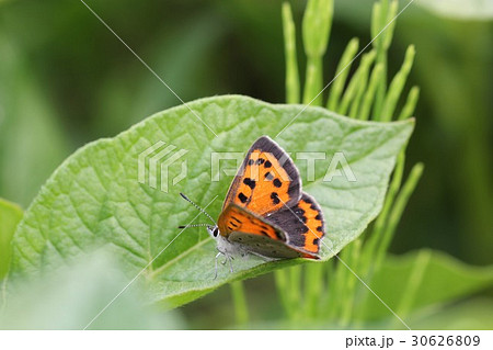 ベニシジミ０５ 30626809