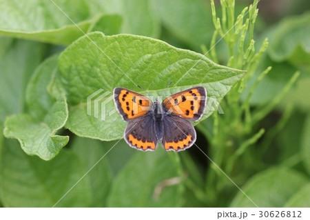 ベニシジミ08 ベニシジミ08 30626812