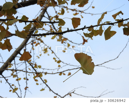 いちょう 30626942