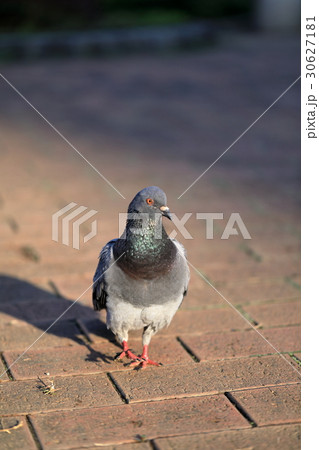 朝日を浴びる鳩 朝日を浴びる鳩 30627181