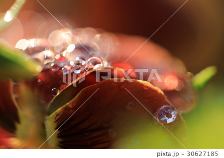 赤茶色のパンジーの上にある滴 赤茶色のパンジーの上にある滴 30627185
