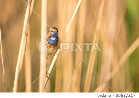 Bluethroat or Luscinia svecica Bluethroat or Luscinia svecica 30627217