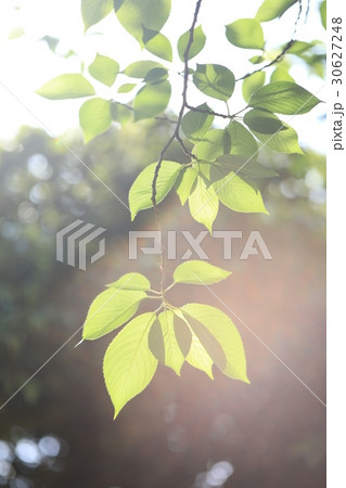 朝日を浴びる葉 30627248