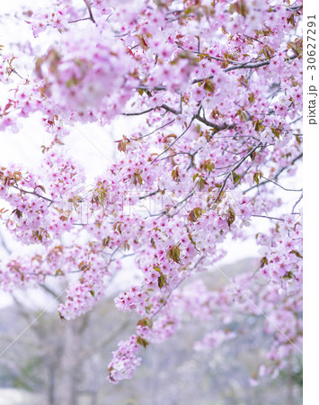 桜（ハイキー） 30627291