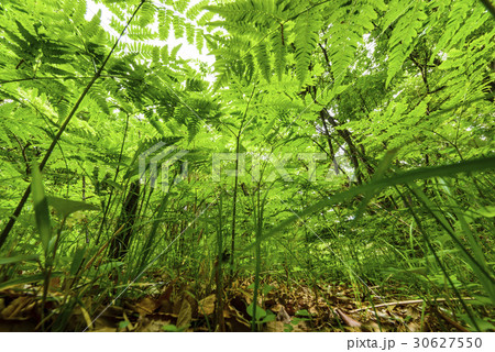 新緑 30627550