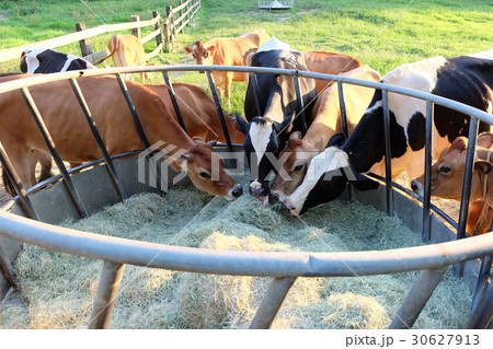 牛 雄牛 雄牛座 30627913