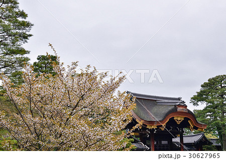京都御所　建春門と桜 30627965