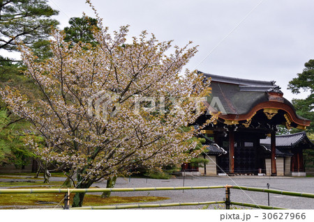 京都御所　建春門と桜 30627966
