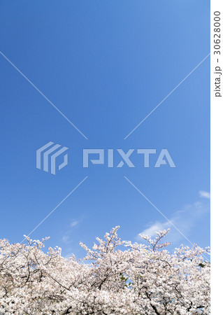 満開の桜　背景用　青空コピースペース 30628000