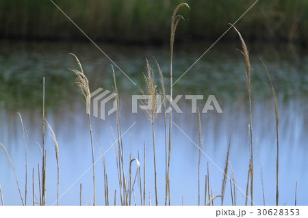 水辺のヨシ 30628353