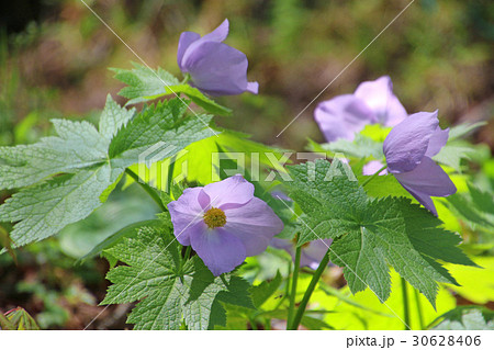 シラネアオイ（猪苗代町） 30628406