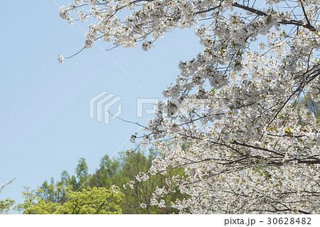 北海道の桜 北海道の桜 30628482