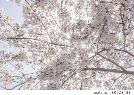 北海道の桜 北海道の桜 30628483