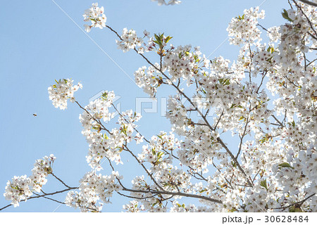 北海道の桜 30628484