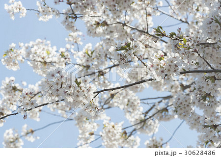 北海道の桜 30628486