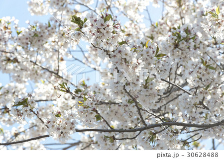 北海道の桜 30628488